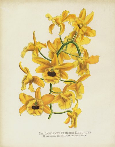 Dark-Eyedフリンジデンドロブ、Dendrobium Fimbruatum; var Oculatum 作： English School